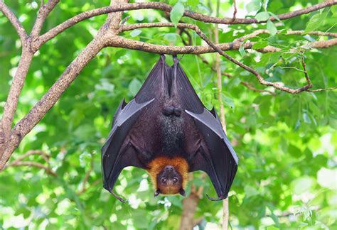 蝙蝠跑到家裡|蝙蝠資訊站 Bats information about Taiwan